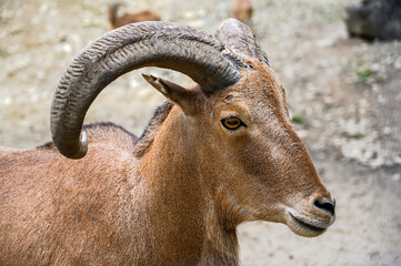 Portrait of barbary sheep