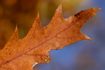 Orange dry oak foliage in the autumn season