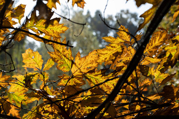 Orange dry oak foliage in the autumn season