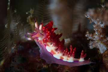 A small, colorful nudibranch feeds on hydroids on a coral reef in Indonesia. Nudibranchs have...
