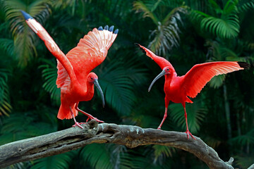 Two scarlet ibis vying for space on tree trunk. Brazil - obrazy, fototapety, plakaty