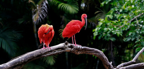 Two scarlet ibis vying for space on tree trunk. Brazil