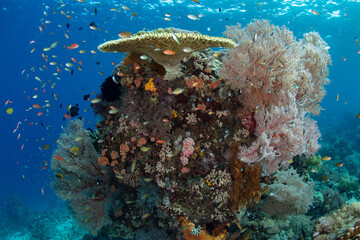 Fototapeta na wymiar A healthy reef composed of a variety of corals and fish grows in Komodo National Park, Indonesia. This tropical region is part of the Coral Triangle due to its incredibly high marine biodiversity.