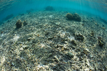 Wave energy from a major storm destroyed a shallow coral reef in Komodo National Park, Indonesia. Reefs have the ability to recover if surrounding areas remain healthy and seed the recovering reef.