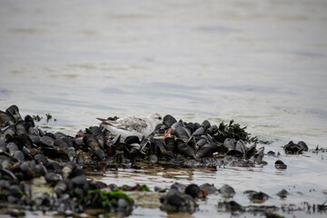 Beautiful sanderling eating worm