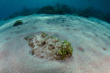 A Stonefish, Synanceia verrucosa, lies in wait to ambush prey on a sandy seafloor in Komodo...