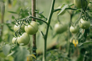 Green tomatos in greenhouse. Organic cultivation. Gardening. Tomato harvest. Ecologically clean healthy vegetables without pesticide. Organic natural products. Close-up.