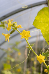 Cucumbers in greenhouse. The growth and flowering. Organic cultivation. Cucumber harvest.  Ecologically clean healthy vegetables without pesticide. Organic natural products. Gherkin, pickles. Close-up