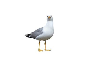 Common Gull - Larus canus, beautiful common gull with transparent background