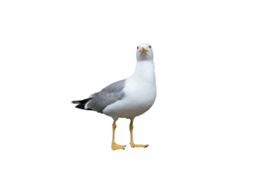 Common Gull - Larus canus, beautiful common gull with transparent background
