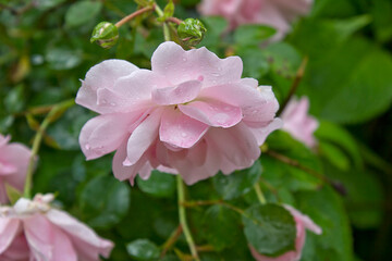 Close-up of a pink rose growing on a bush
