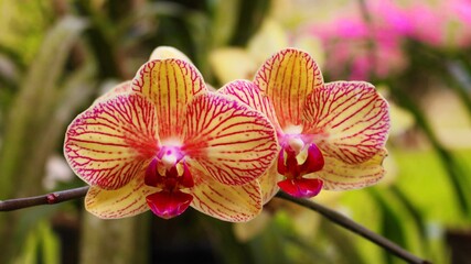 orquídea