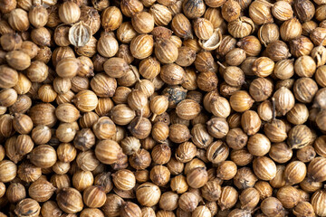 Dried coriander seeds with a strong pleasant aroma