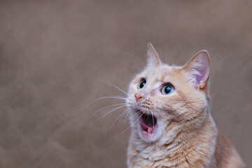 The surprised cat. The amazement of the cat. Open it's mouth in surprise. An extreme degree of...