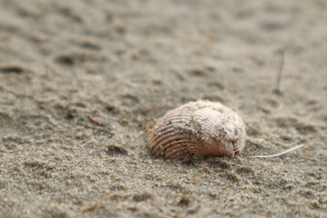 Shell on the beach. Selective focus. Shallow depth of field