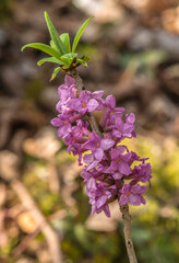 Bois-joli fleuri à Champagne-en-Valromey, Bugey, France