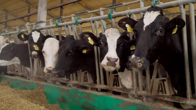 Farm, cows in stall, animal agriculture, animal farming