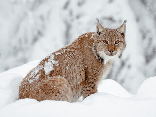 Lynx in the snow