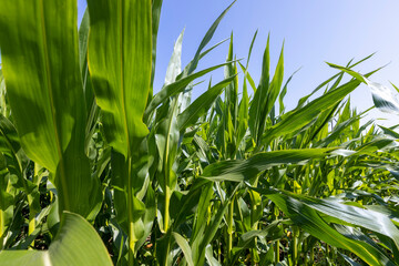Green corn bushes in the field