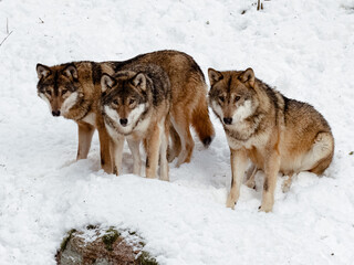 Pack of wolves, stronger together