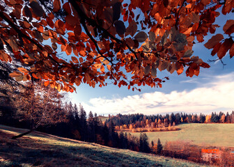 Krajobraz jesienny, drzewa jesienne