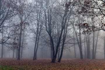 Fototapeta na wymiar Bare deciduous trees in the autumn season in cloudy weather