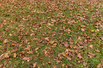 Autumn foliage on trees in Europe