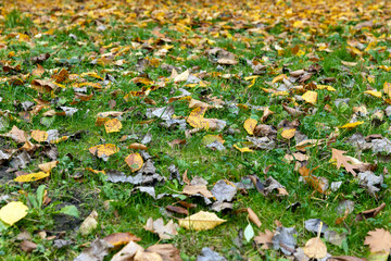yellow foliage of trees on green grass in autumn