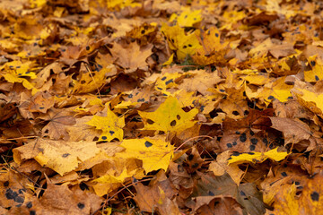 Orange maple foliage on the ground during leaf fall