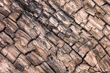 The fragment of an old decaying wood surface. Close-up.