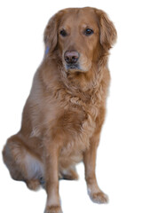 Transparent  Golden retriever dog 