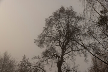 Bare deciduous trees in autumn cold weather