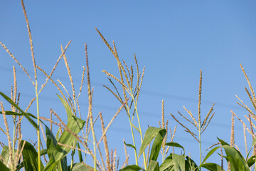 Green corn in the summer against the blue sky