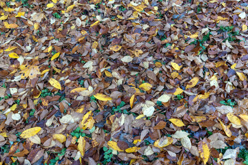 The yellowed foliage of deciduous trees that fell to the ground
