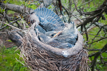 Adult thrush chicks are preparing to jump out of their nest to start getting their own food. - 569632650