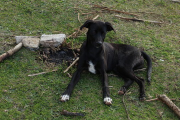 cão da montanha 2