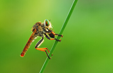 Robber fly,Asilidae