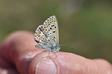 Aricia anteros, the blue argus butterfly on man finger