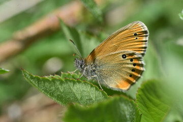 Russian Heath butterfly, Coenonympha leander wildflower. Little dotted butterfly on wild rose