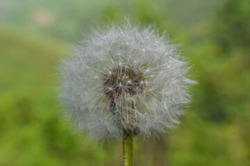 Dandelion with seeds blowing away in the wind. Dandelion seeds in nature.