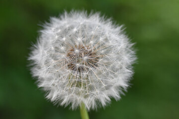 Dandelion with seeds blowing away in the wind. Dandelion seeds in nature.