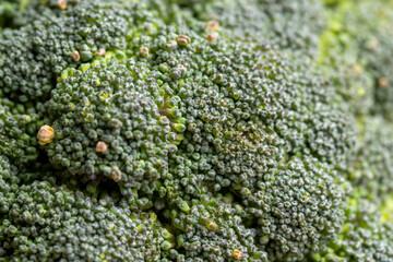 Green ripe broccoli in raw form