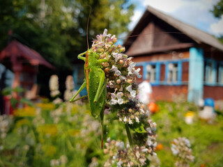 A green large sroncha sits on an inflorescence. Against the backdrop of a summer cottage with a house