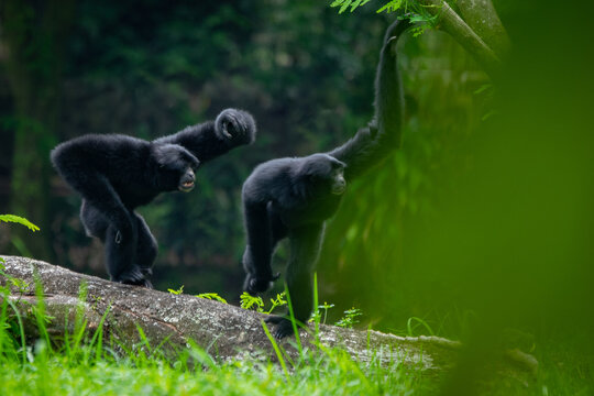 Two siamang the largest gibbon species native to Indonesia, malaysia, and Thailand interacting with each other