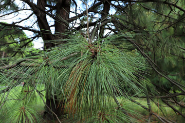 Apache Pine Tree, a genus of conifers and shrubs in the pine family Pinaceae.