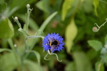 bumblebee collecting pollen from bright blue flower of the cornflower also known as bachelor's button