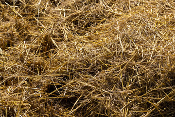 Yellow-golden straw in the field after harvesting