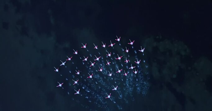 Large flock of amazing wild pink flamingos takes off and flies above tranquil azure lake water surface on sunny day aerial view