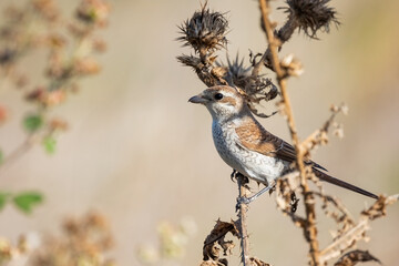 Red-backed shrike female or Lanius collurio sitting on the branch macro.