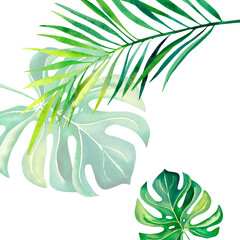 Fototapeta na wymiar Monstera leaves, palm branch, leaves. Watercolor illustration. Tropical plants. Tropical nature.
